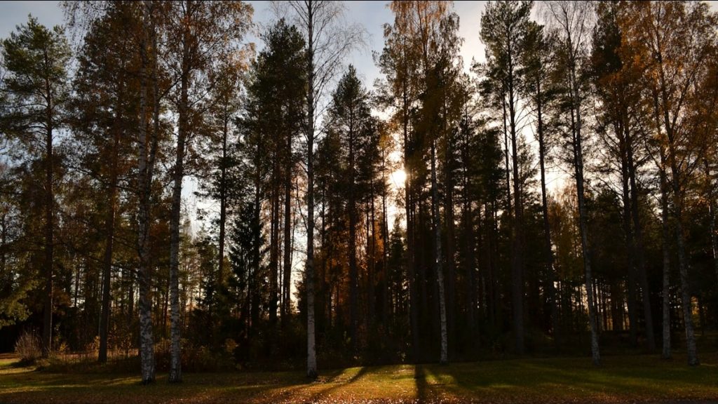 the sun is shining through the trees in the forest